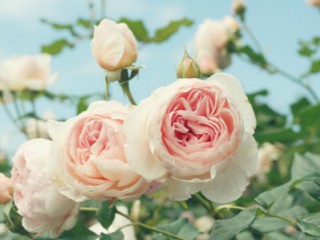 ѧƴ̰С˿ʼ