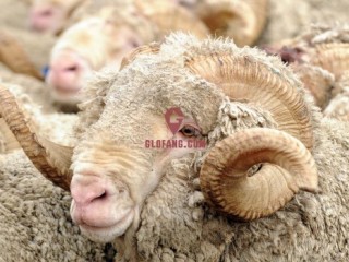 ����ƣ������������ë�����۸��½�