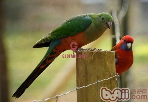 澳洲国王鹦鹉