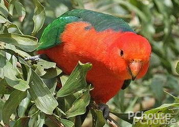 澳洲国王鹦鹉价格