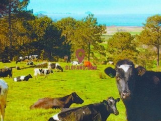 ������ũ���۸����