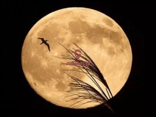 123Լ̩ͳSuper Full Moon