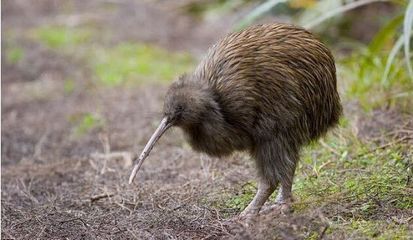 新西兰几维鸟