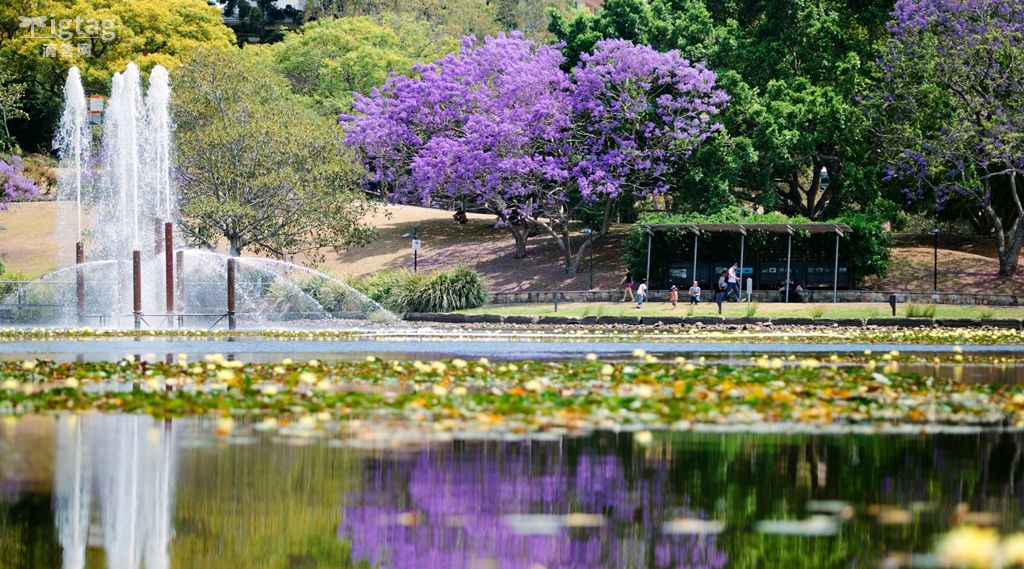5554_99464_university_of_queensland_jacaranda_stock_images_single_use_request_permission.jpg