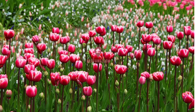 荷兰郁金香什么时候开 2018荷兰郁金香花期(附