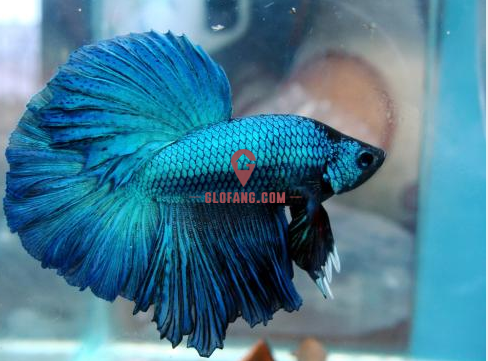 泰国斗鱼可以和什么鱼混养