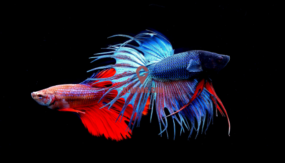 泰国斗鱼吃什么能长大 和其它鱼类一样喂养吗