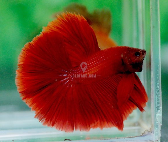 泰国斗鱼品种图文介绍