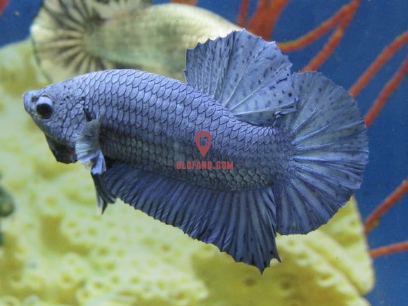 泰国斗鱼品种图文介绍