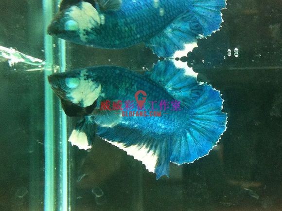 泰国斗鱼品种图文介绍