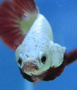 泰国斗鱼品种图文介绍