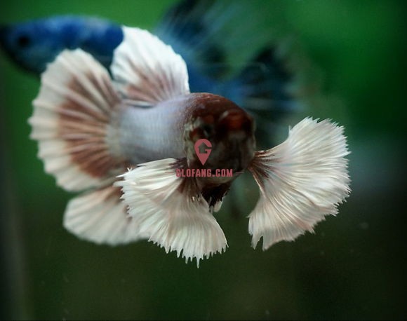 泰国斗鱼品种图文介绍