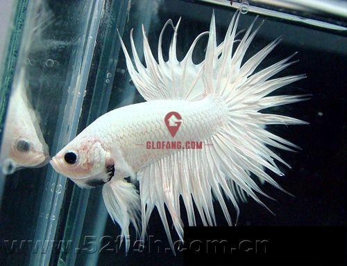 泰国斗鱼品种图文介绍