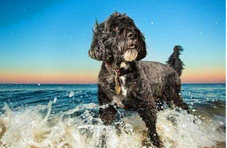 葡萄牙水犬特点 :一种精力充沛而不夸张的狗