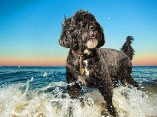 葡萄牙水犬特点 ：一种精力充沛而不夸张的狗