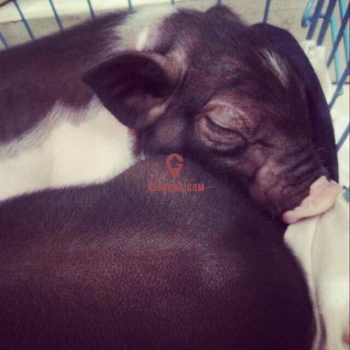 С������ǰ������