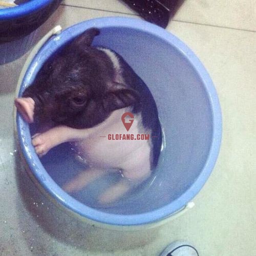 С������ǰ������