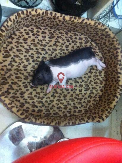 С������ǰ������