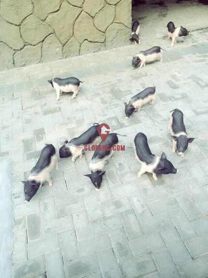 С������ɴ����