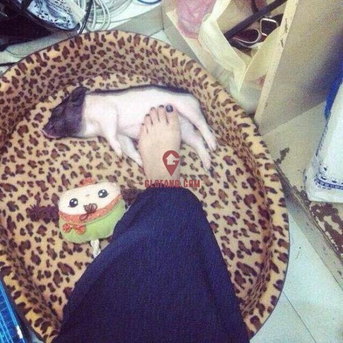 С������ǰ������