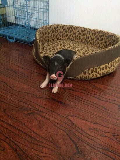 ������С�������ɴ����