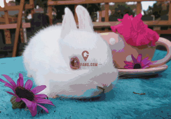 荷兰侏儒兔认不认主人? 荷兰侏儒兔好养吗?_海