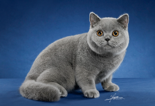 英国短毛猫英国短毛猫价格