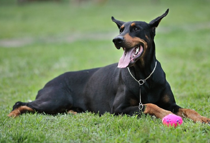 德国杜宾犬杜宾犬介绍
