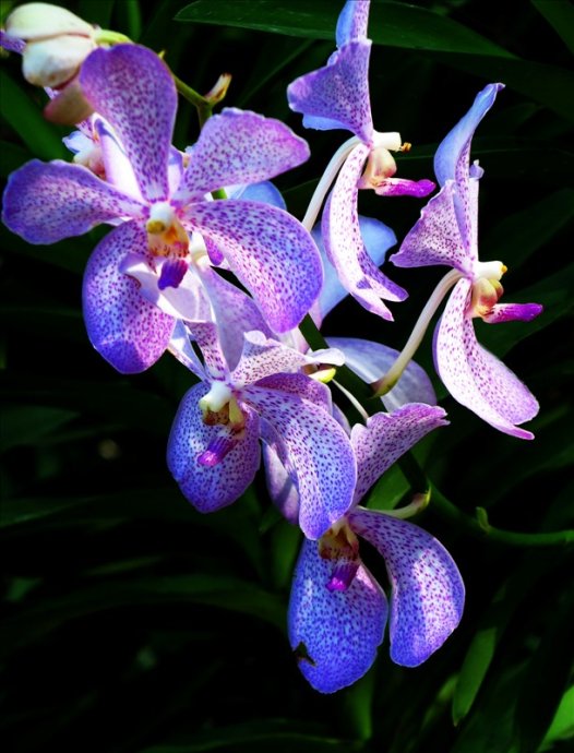 新加坡国花胡姬花系列纸币