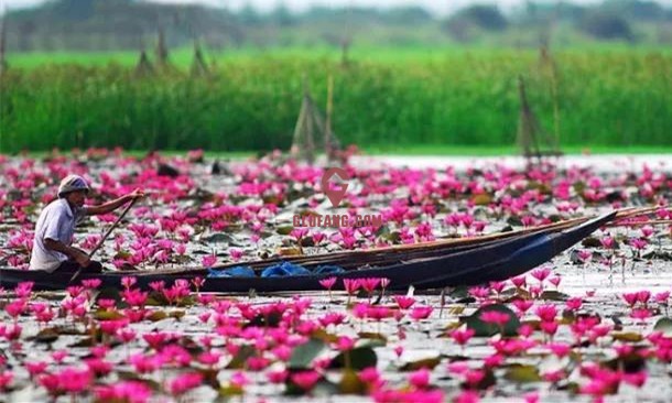泰国乌隆府红莲花海旅游季盛大开幕!