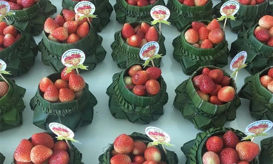 2月9-11日泰国清迈"草莓节",我们在这里等你