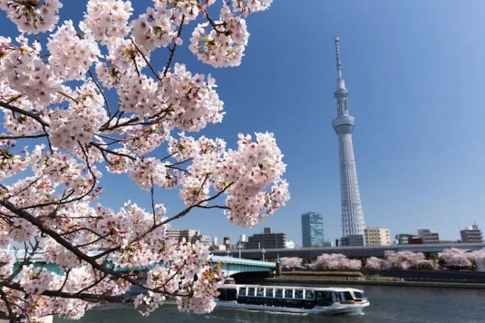 太美了 第一波樱前线来了 海外房产新闻 海外置业资讯 外房海外房产网