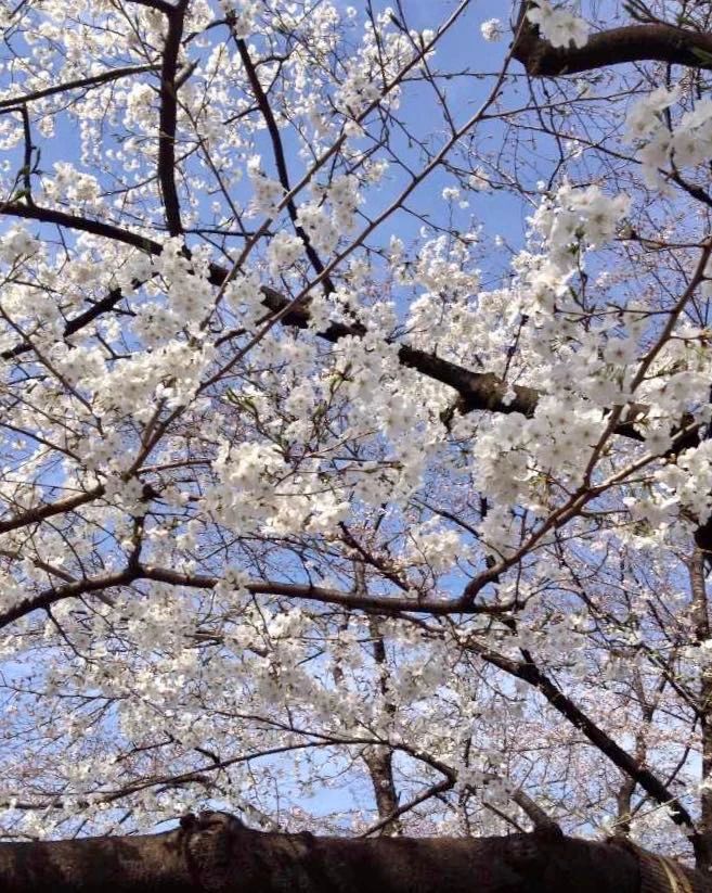 不身临其境 怎知樱花之美 海外房产新闻 海外置业资讯 外房海外房产网