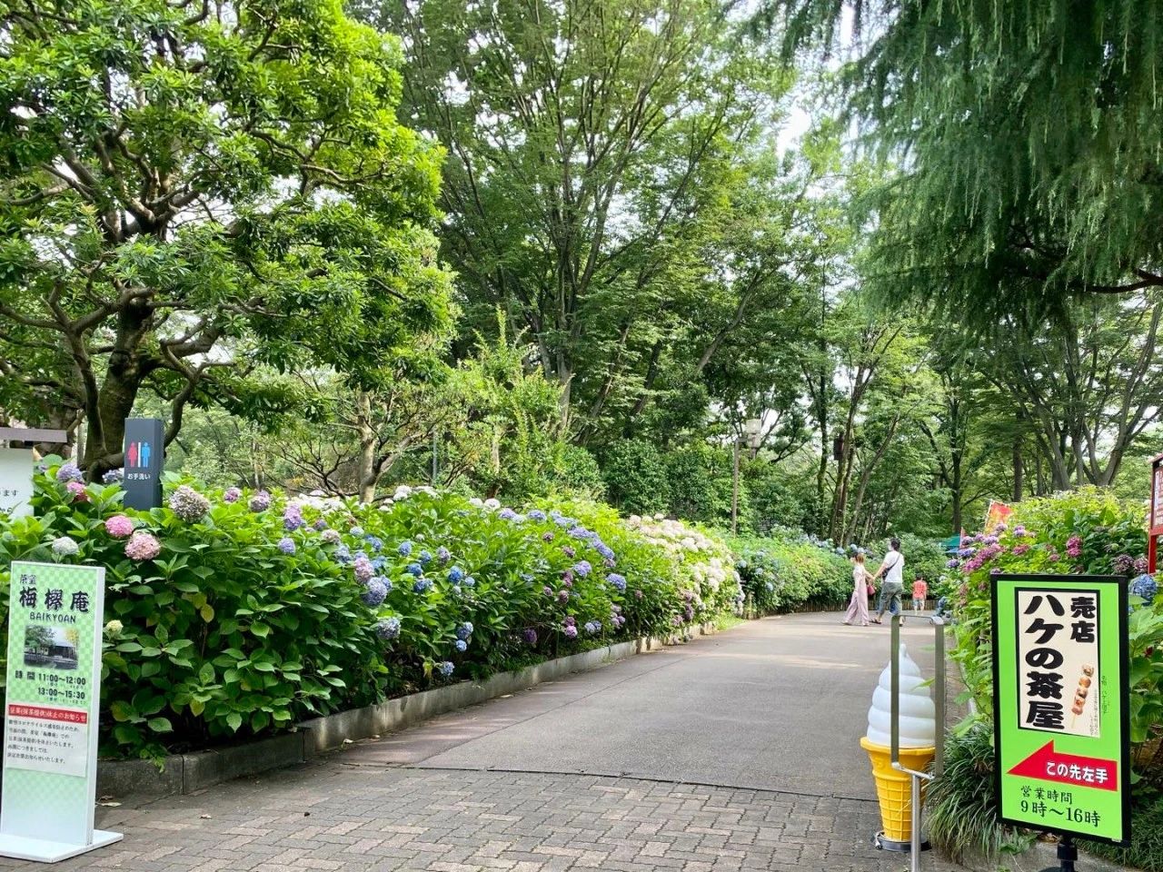 视觉日本 缤纷紫阳花 袅袅娉婷摇曳出梅雨季的万种风情 海外生活 外房网
