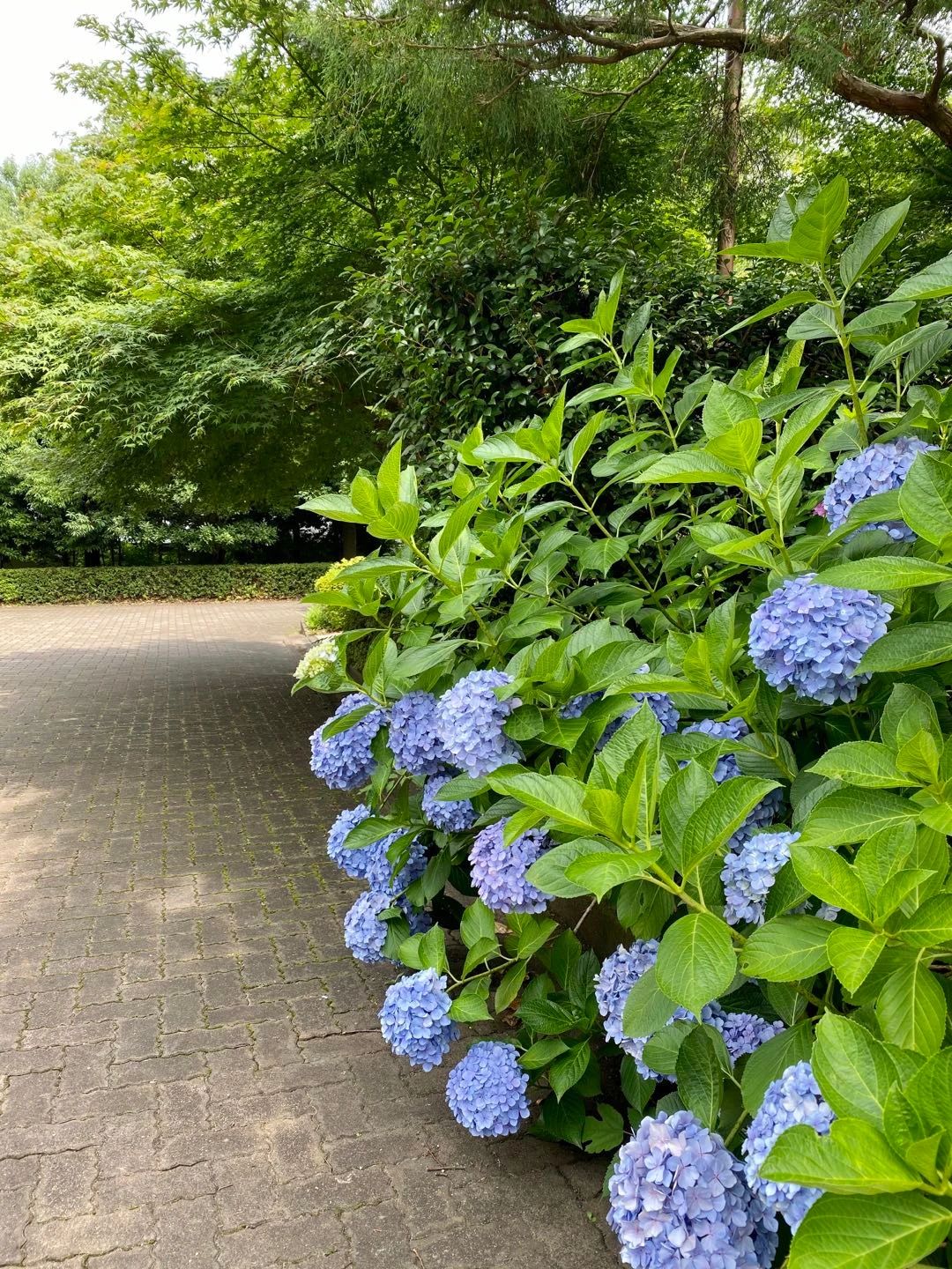 视觉日本 缤纷紫阳花 袅袅娉婷摇曳出梅雨季的万种风情 海外房产新闻 海外置业资讯 外房海外房产网