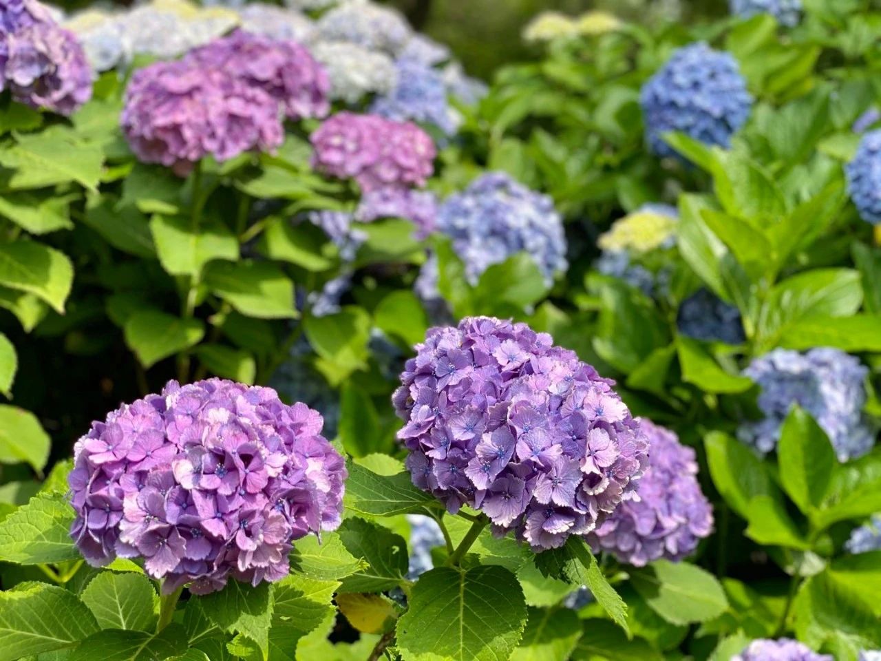 视觉日本 缤纷紫阳花 袅袅娉婷摇曳出梅雨季的万种风情 海外房产新闻 海外置业资讯 外房海外房产网 视觉日本 缤纷紫阳花 袅袅娉婷摇曳出梅雨季的万种风情 海外房产新闻 海外置业资讯 外房海外房产网