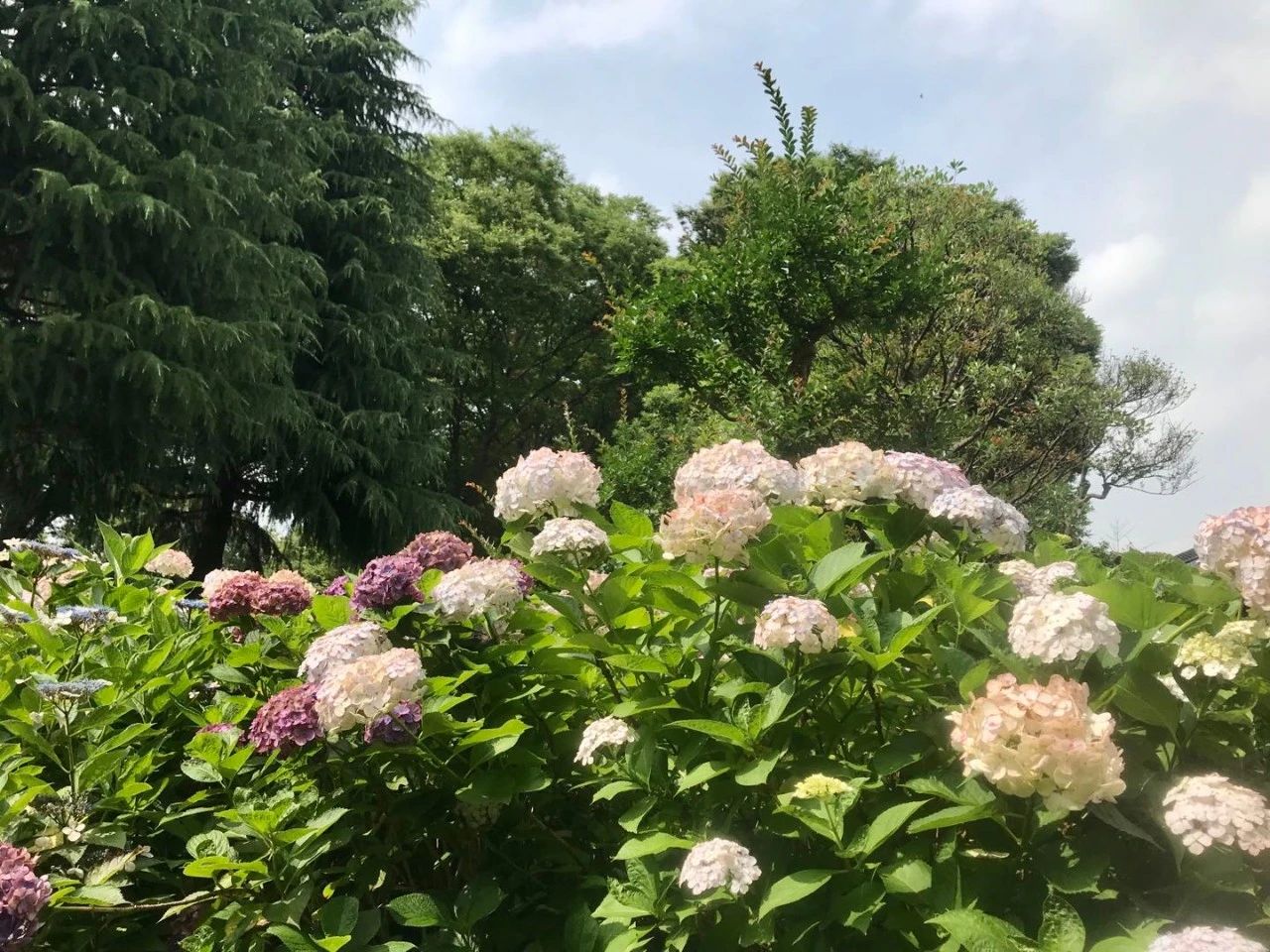 视觉日本 缤纷紫阳花 袅袅娉婷摇曳出梅雨季的万种风情 海外房产新闻 海外置业资讯 外房海外房产网