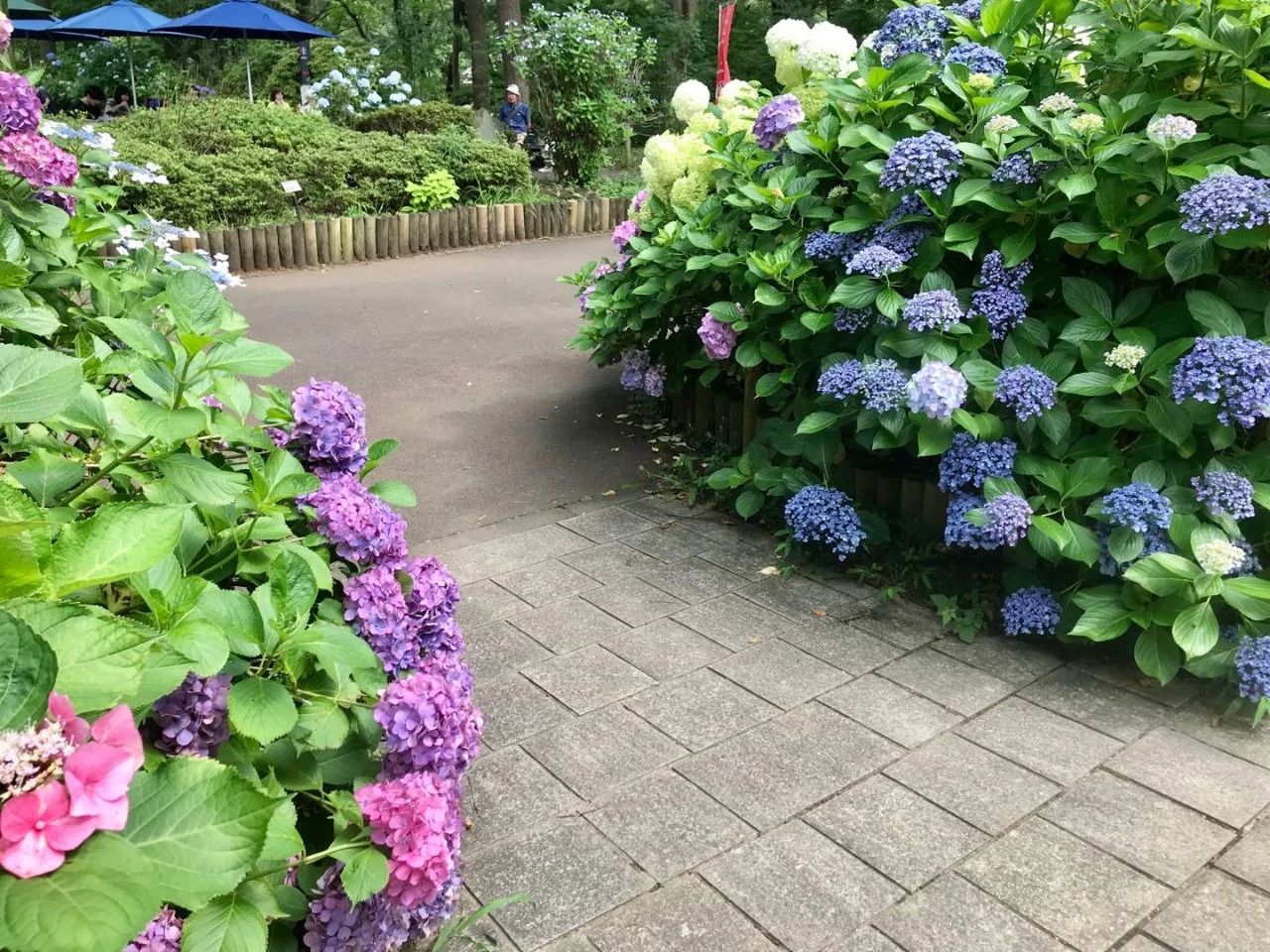 视觉日本 缤纷紫阳花 袅袅娉婷摇曳出梅雨季的万种风情 海外房产新闻 海外置业资讯 外房海外房产网