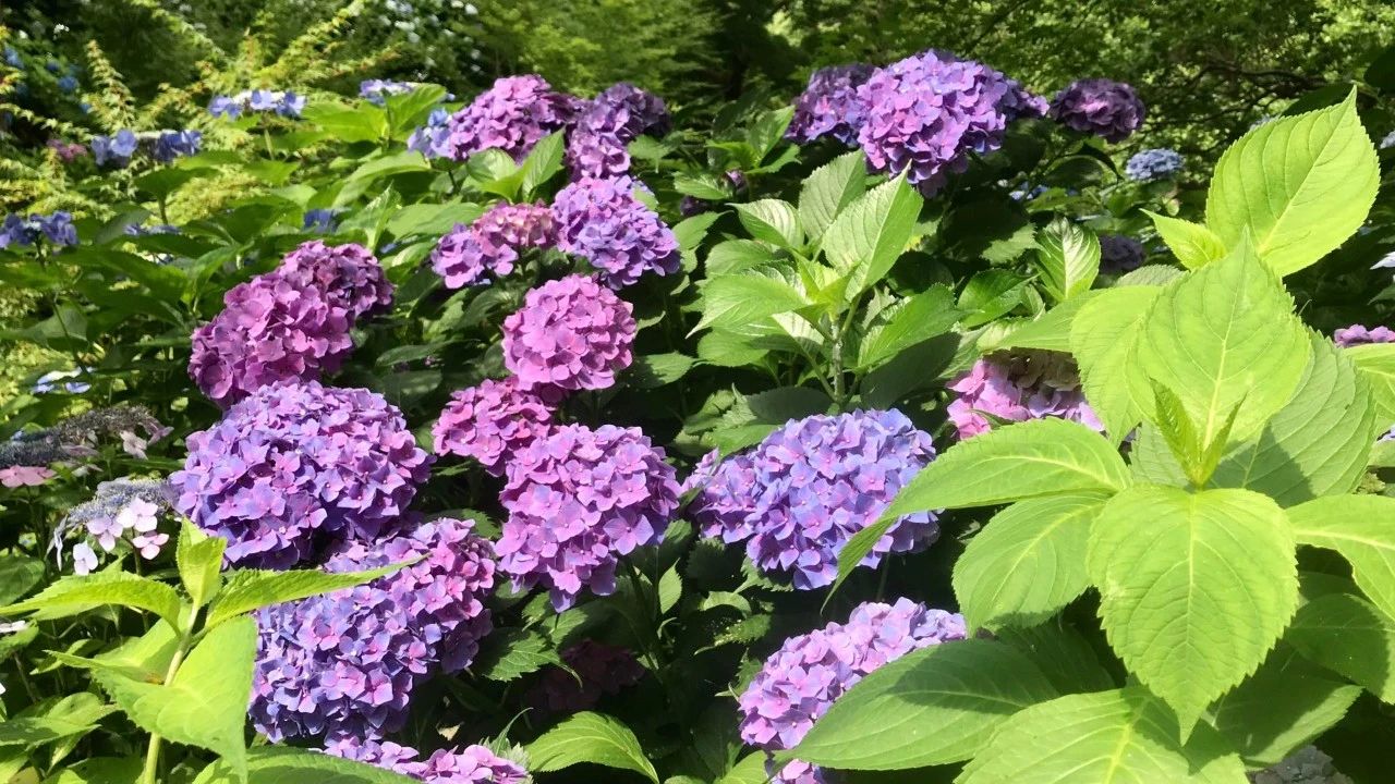 视觉日本 缤纷紫阳花 袅袅娉婷摇曳出梅雨季的万种风情 海外房产新闻 海外置业资讯 外房海外房产网