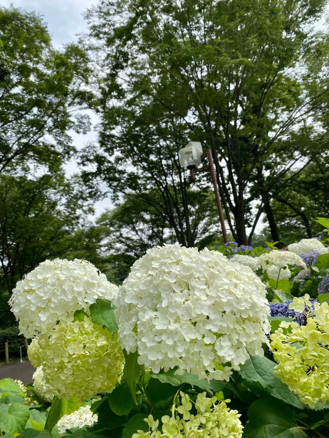 视觉日本 缤纷紫阳花 袅袅娉婷摇曳出梅雨季的万种风情 海外房产新闻 海外置业资讯 外房海外房产网