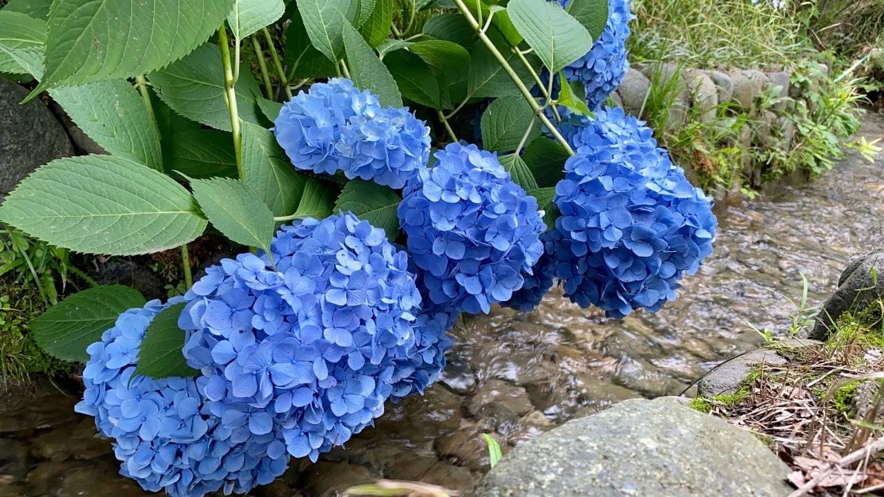 视觉日本 缤纷紫阳花 袅袅娉婷摇曳出梅雨季的万种风情 海外房产新闻 海外置业资讯 外房海外房产网