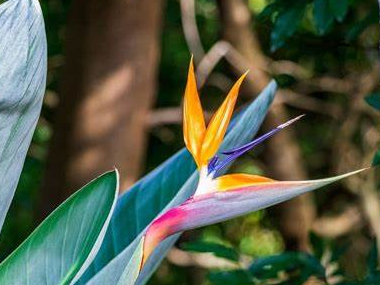 天堂鸟的花语是什么_海外生活_资讯_外房网