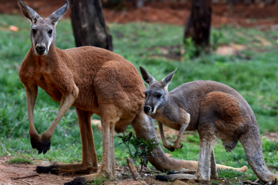 澳大利亚袋鼠澳大利亚袋鼠多高