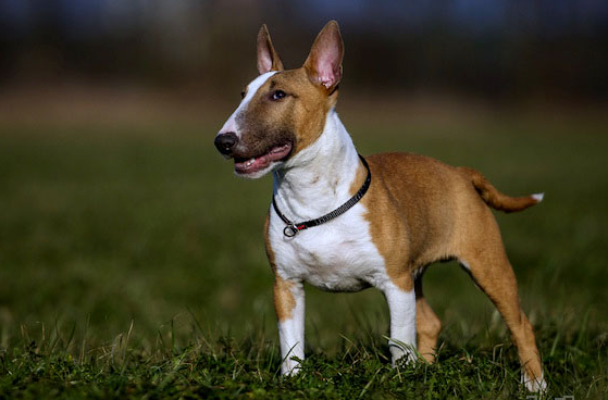 斗牛梗西班牙斗牛梗介绍