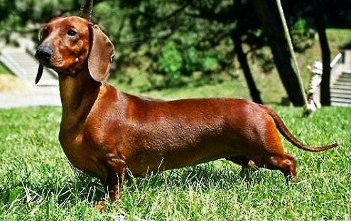 德国腊肠狗介绍