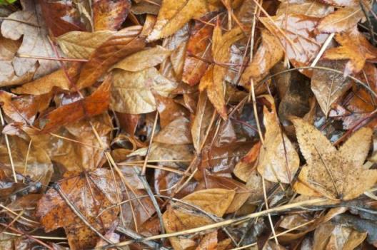 What Is Leaf Mold? The Secret Recipe for Amazing Garden Compost