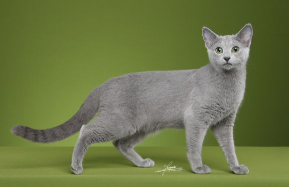 俄罗斯蓝猫_俄罗斯蓝猫的优缺点_实用信息_资讯_外房网