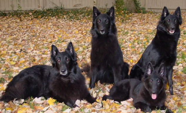 比利时牧羊犬好养吗？比利时黑色牧羊犬的特点_实用信息_资讯_外房网