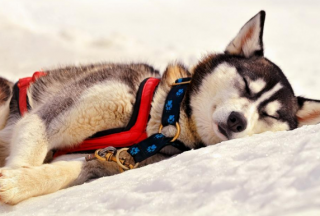 阿拉斯加雪橇犬（阿拉斯加犬性格及血统）