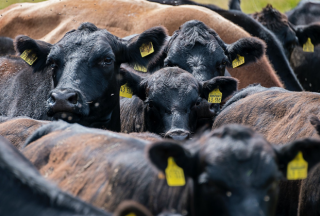 白宫宣布农业救助计划 以建立更具竞争力的肉类和家禽供应链